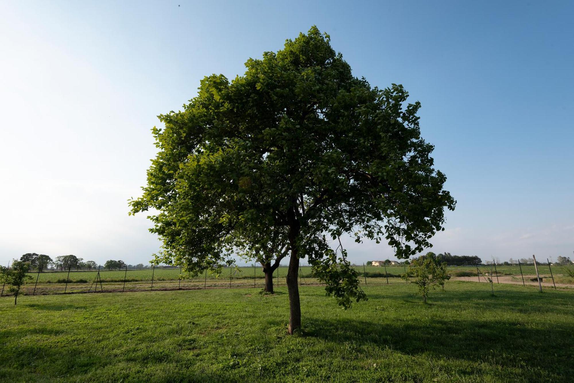 Agriturismo Cascina Graziosa Cameriano Экстерьер фото